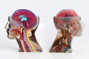 3D printed anatomical head model printed with J750