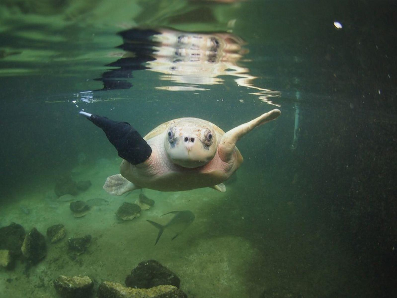 Photo: Key West Aquarium. Photo: Key West Aquarium.